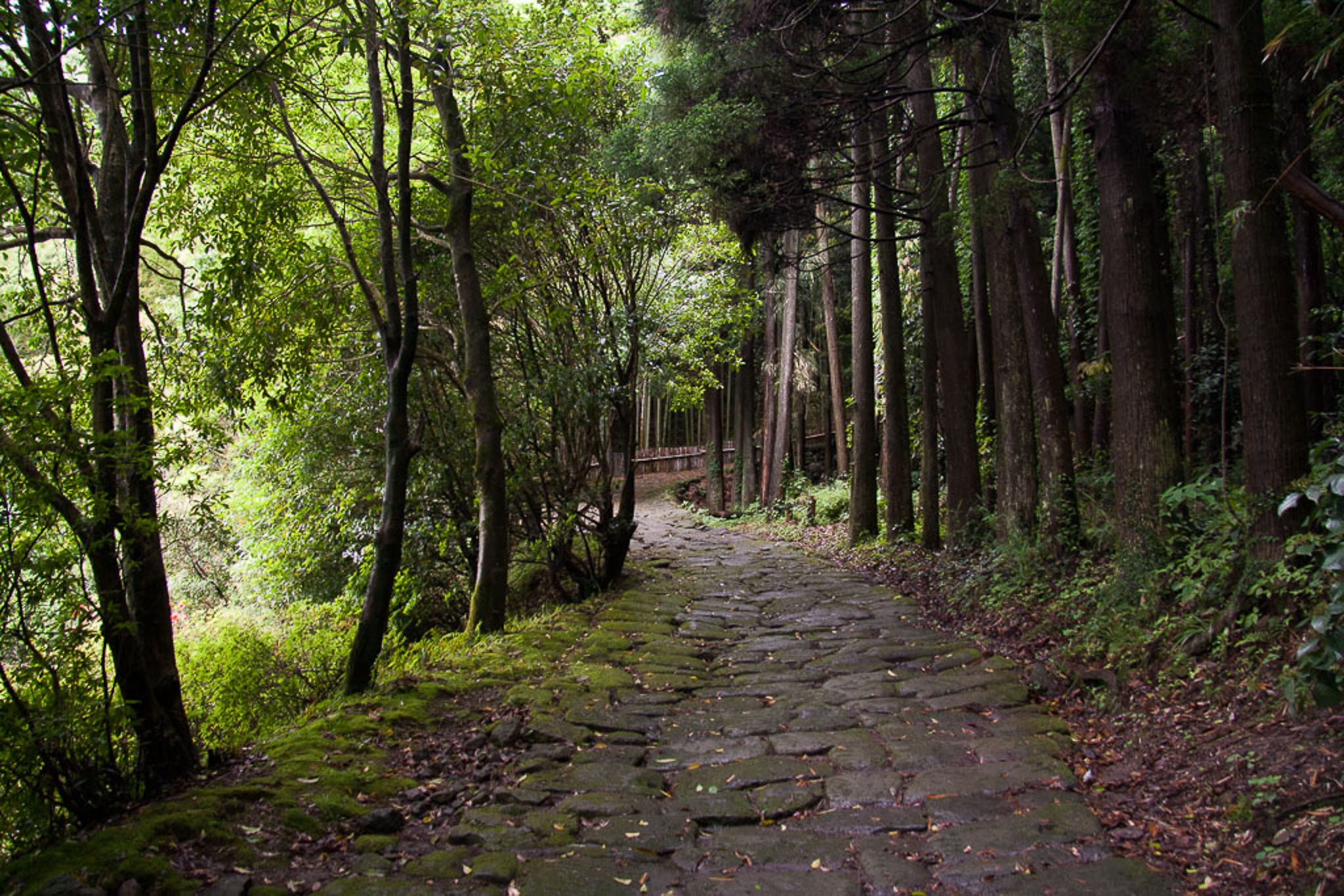 📜 용문사 비탈 (타츠몬지자카) 이미지 4